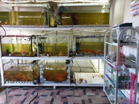Blue Marina peut vous fournir des aquariums, pour une touche originale dans votre déco. Mais mauvaise nouvelle : leurs poissons ne sont pas comestibles :p