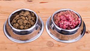 L’alimentation du chien peut se faire avec des croquettes ou du pâté, le choix vous appartient