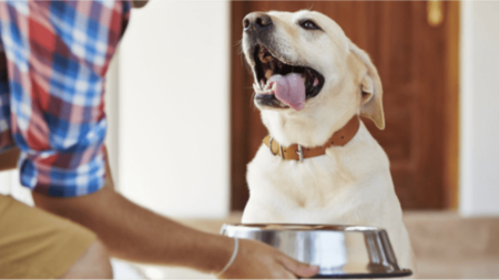 Le moment du repas est parfait pour éduquer votre chien