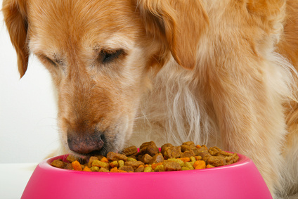 L’alimentation de votre chien dépendra de sa taille et de son caractère