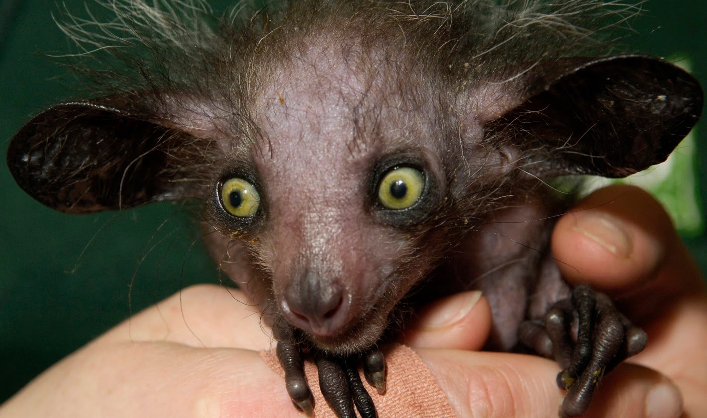 Espèces animales endémiques de Madagascar : partez à la découverte des