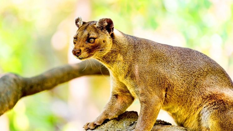 Espèces animales endémiques de Madagascar : partez à la découverte des