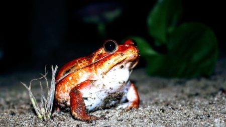 Madagascar est une île qui renferme de nombreuses espèces d'animaux uniques en son genre