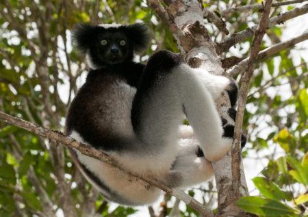 L'indri-indri fait partie des animaux endémiques de Madagascar
