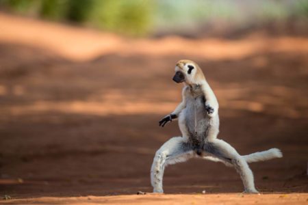Le fameux lémurien danseur danserait mieux que moi :P