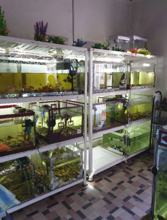 Anjana Ramanantoanina et son équipe nous font découvrir toutes sortes de poissons exotiques