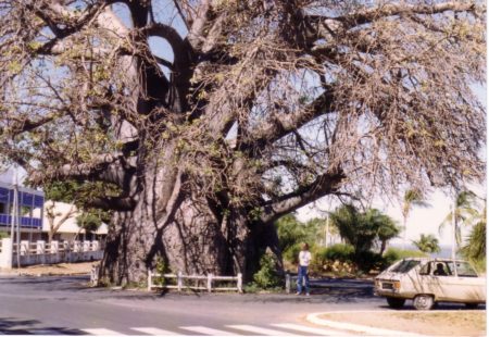 C'est le baobab le plus connu de tous