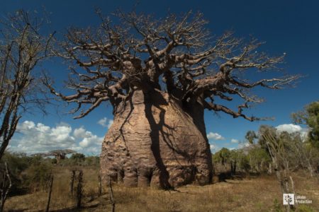 Tsitakakantsa, le plus grand baobab de Madagascar. Copyright Lokobe Production