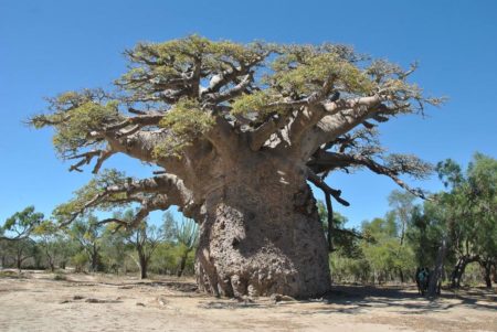 Le Tsitakakoike est le plus vieux baobab de Madagascar
