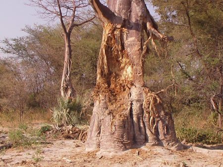 Rien ne se perd. Le baobab est utilisé dans la vie quotidienne