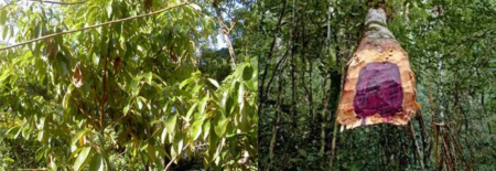 Le célèbre bois de rose de Madagascar est au cœur des trafics illégaux