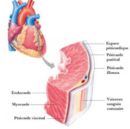 La myocarde est responsable du battement du cœur