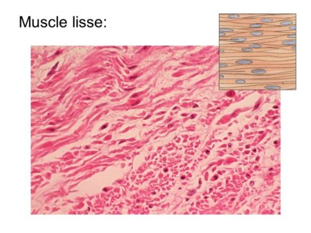 Les muscles lissent facilitent la digestion