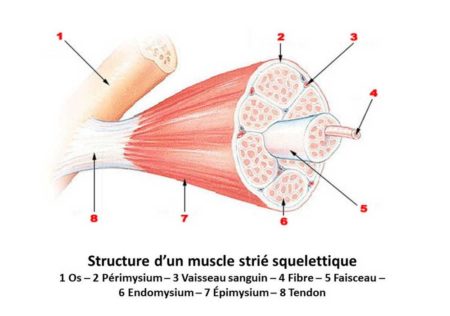 Les muscles squelettiques sont ceux qu'on développe lors de la musculation