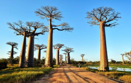 L’allée des baobabs, un des meilleurs endroits pour admirer le coucher de soleil