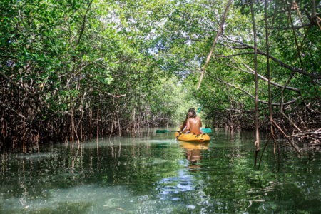 Les 320 000 ha de mangroves de l'île n’attendent qu’à être découvertes