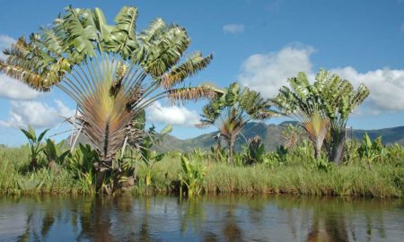Le "Ravinala" fait partie de la flore endémique de Madagascar