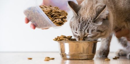 Dans ce guide pour propriétaires d'animaux domestiques, vous découvrirez l'importance des informations sur le web