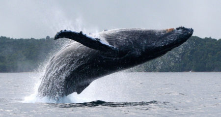 Le festival des baleines se passe chaque mois de juillet à Sainte Marie