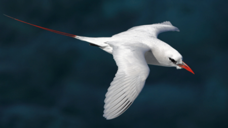 Le phaéton à queue rouge est un oiseau endémique de Nosy Ve