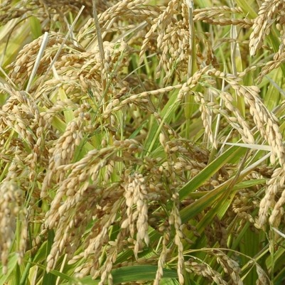Le riz est une bonne idée pour investir à Madagascar