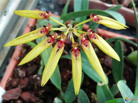 « Bulbophyllum-longiflorum », a species of orchid endemic to Madagascar