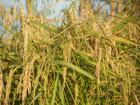 Les Malgaches se fiaient aussi au calendrier agricole