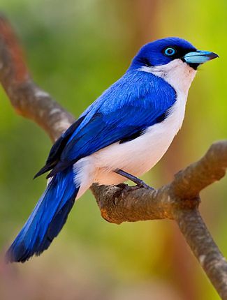 Vanga, l'oiseau qu'on peut retrouver dans le parc d'Ankarafantsika
