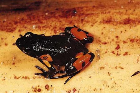 La protection de la biodiversité de Madagascar prend aussi en compte le Mantella Cowana