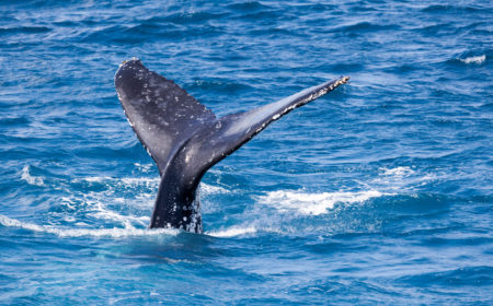 La baleine est une belle créature sous-marine