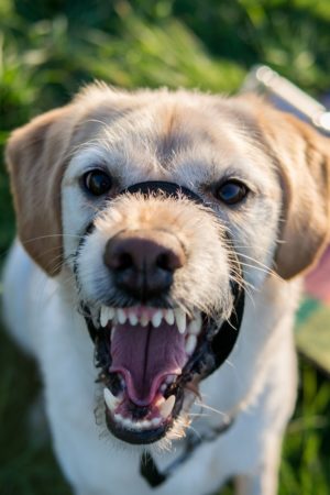 La rage se transmet à la suite d'une morsure de chien porteur du virus rabique