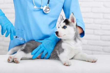 Le vaccin est la première mesure de prévention contre la rage