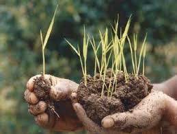 Voici à quoi ressemblent les jeunes plants de riz ou ketsa