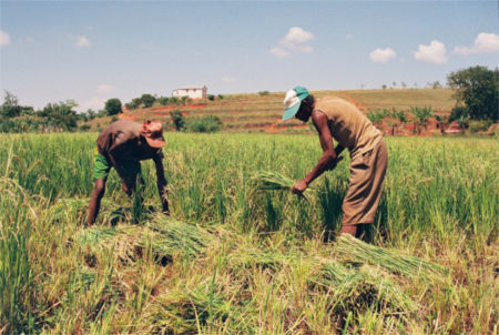 Riziculture A Madagascar Les Etapes Et Les Saisons De Recolte