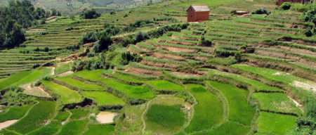 Riziculture A Madagascar Les Etapes Et Les Saisons De Recolte