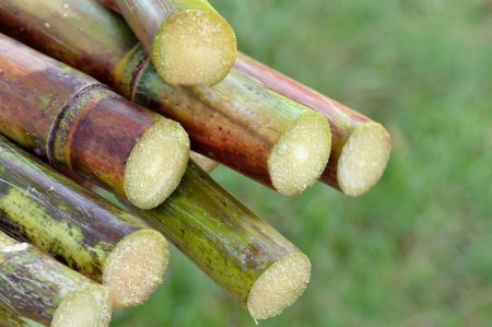 La canne à sucre est très utile pour les malgaches