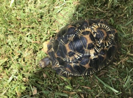 La tortue étoilée doit son nom aux motifs sur sa carapace