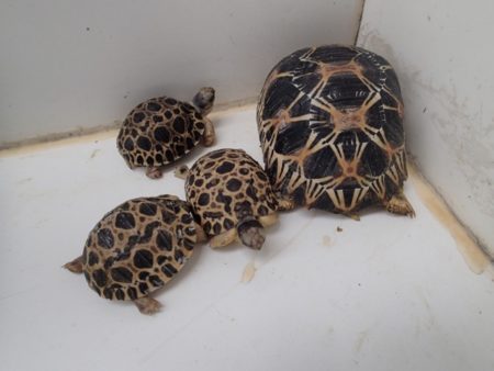 La tortue radiata ne boit pas beaucoup