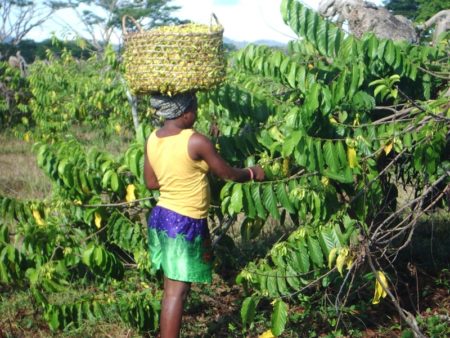 Huile essentielle Ylang de Madagascar