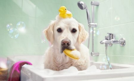 Faites prendre un bon bain à votre chien
