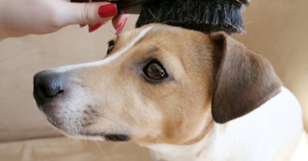 Le brossage est la première étape lorsque vous toiletter votre chien