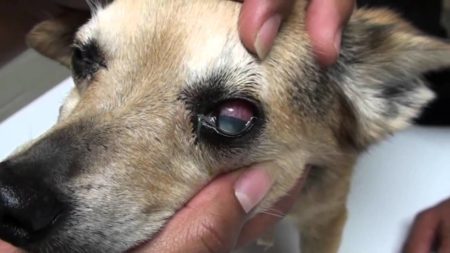 Nettoyez bien les yeux du chien pour éviter qu'il soit malade
