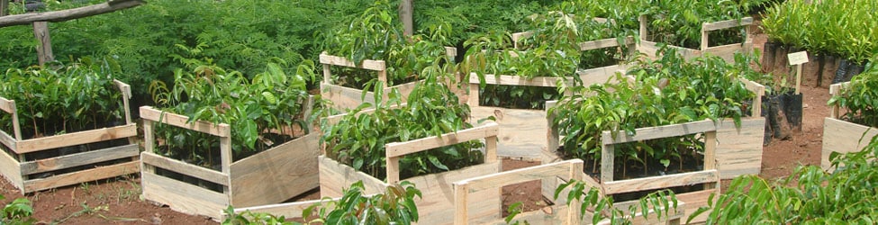 SNGF, production de plants