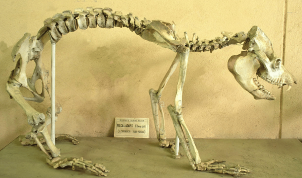 Kostra obřího lemuru vystavená v paleontologickém muzeu v Tsimbazaza