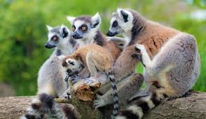 Los lémures forman parte de la biodiversidad malgache que aumenta el valor del turismo en Madagascar