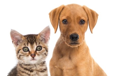 Los tananarivianos todavía no pueden elegir entre perro y gato