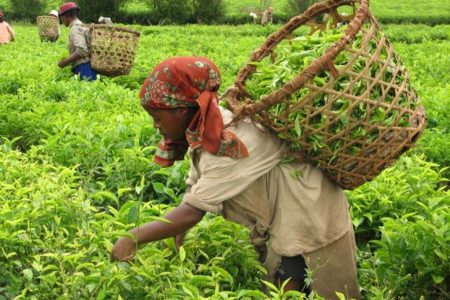 Beber té forma parte de los hábitos alimenticios en Madagascar, pero ¿sabía usted que la plantación Sahambavy era la única producción de té en Madagascar?