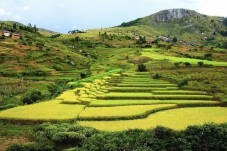 Si seguimos así, Madagascar ya no importará arroz