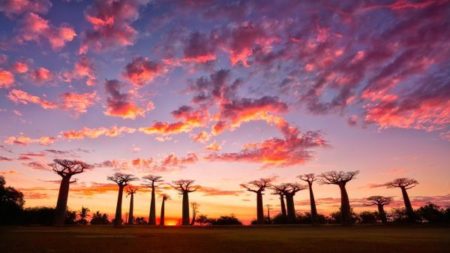 Ulička baobabů, fantazie všech turistů na Madagaskaru